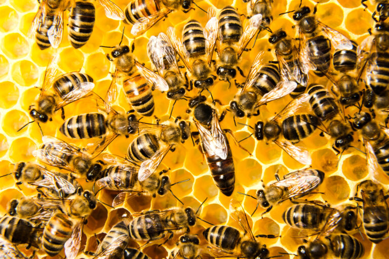 Queen bee in a beehive laying eggs supported by worker bees