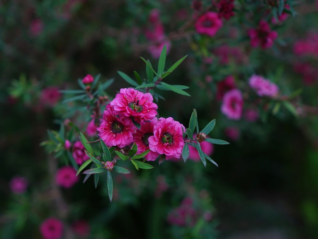 manuka, flower, nature-419449.jpg