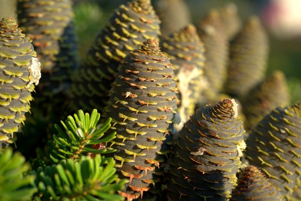 tree, spruce, cones-3613709.jpg