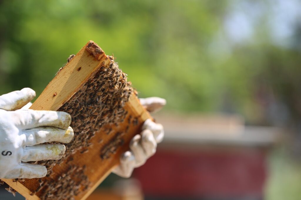 beekeeper, gloves, hives-3661762.jpg